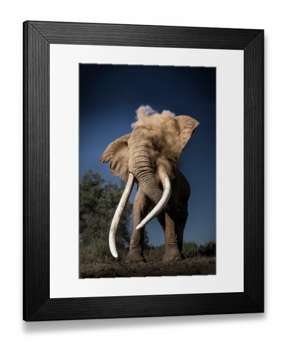 Framed Print : African elephant (Loxodonta africana) bull, dust bathing, Amboseli National Park, Kenya. Endangered Framed Print : African elephant (Loxodonta africana) bull, dust bathing, Amboseli National Park, Kenya. Endangered