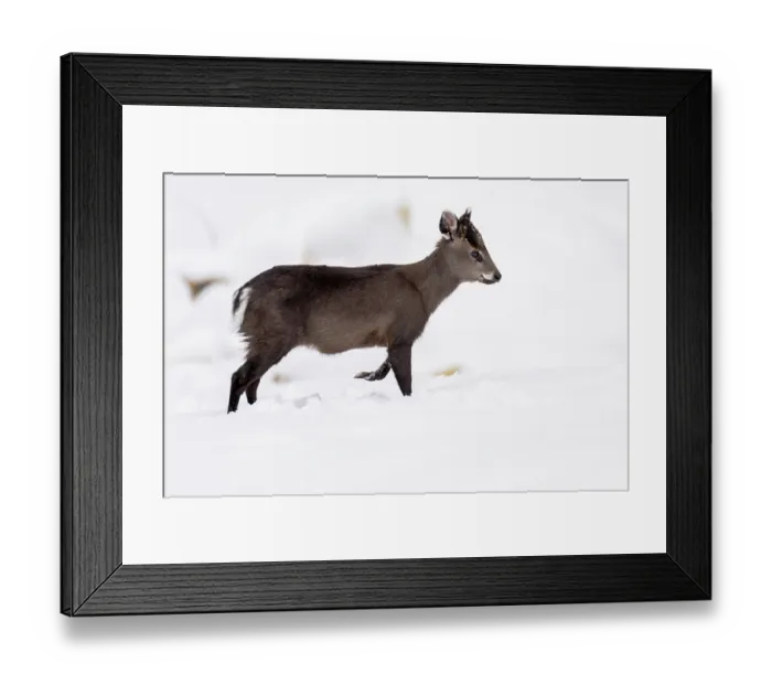 Framed Print : Tufted deer (Elaphodus cephalophus) walking through snow, Jiajinshan National Forest Park, Sichuan, China. March Framed Print : Tufted deer (Elaphodus cephalophus) walking through snow, Jiajinshan National Forest Park, Sichuan, China. March