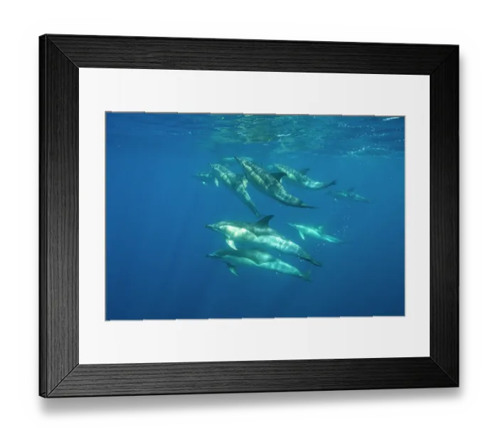 Framed Print : RF - Common dolphins (Delphinus delphis) pod, Horta island, Azores, Atlantic Ocean. (This image may be licensed either as rights managed or royalty free.) Framed Print : RF - Common dolphins (Delphinus delphis) pod, Horta island, Azores, Atlantic Ocean. (This image may be licensed either as rights managed or royalty free.)