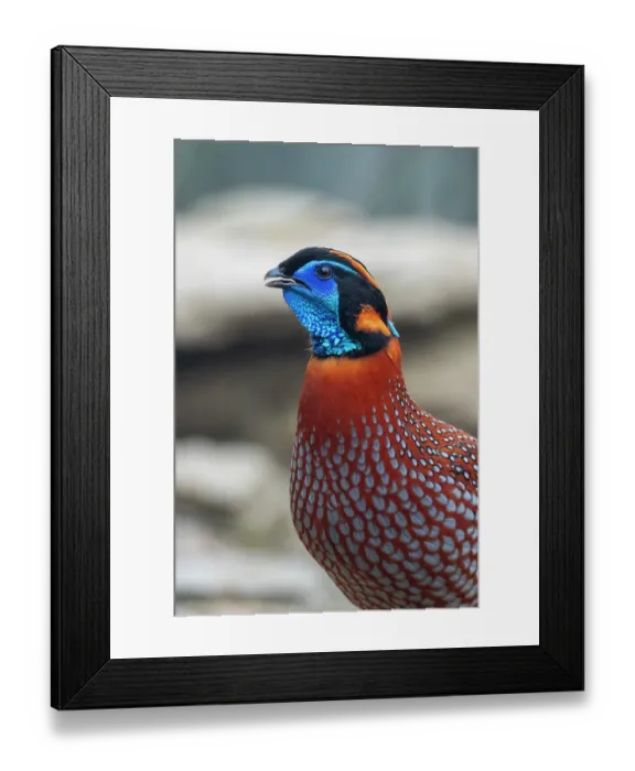 Framed Print : Temminck's tragopan (Tragopan temminckii) head portrait, Long Hua Nature Reserve, Bohai, Sichuan, China. March Framed Print : Temminck's tragopan (Tragopan temminckii) head portrait, Long Hua Nature Reserve, Bohai, Sichuan, China. March