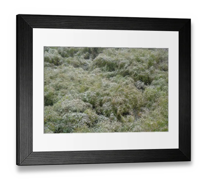 Framed Print : Bamboo (Bashania qingchengshanensis), Wawushan, Sichuan, China. March Framed Print : Bamboo (Bashania qingchengshanensis), Wawushan, Sichuan, China. March