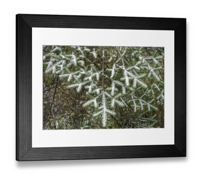 Framed Print : Faber's fir (Abies fabri) trees in old growth forest on the table mountain Wawushan reserve, Hongya, Sichuan, China. March Framed Print : Faber's fir (Abies fabri) trees in old growth forest on the table mountain Wawushan reserve, Hongya, Sichuan, China. March