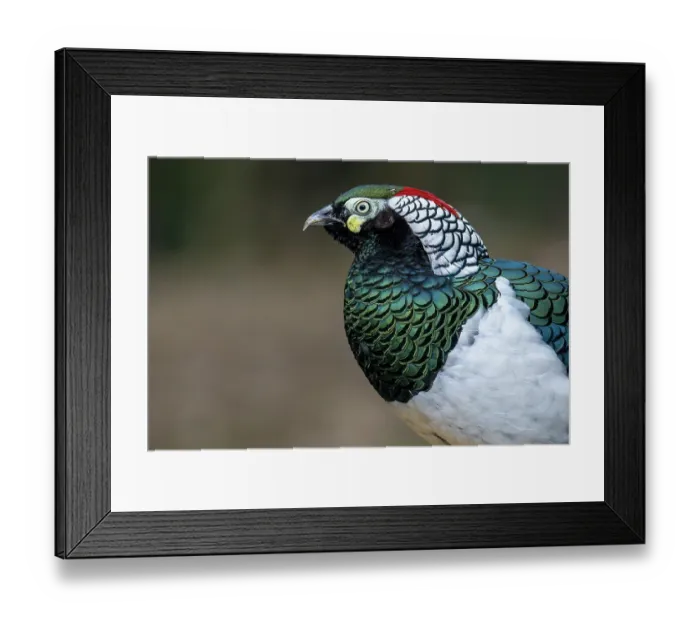 Framed Print : Lady Amherst's pheasant (Chrysolophus amherstiae) male, head portrait, Long Hua Nature Reserve, Sichuan, China. March Framed Print : Lady Amherst's pheasant (Chrysolophus amherstiae) male, head portrait, Long Hua Nature Reserve, Sichuan, China. March