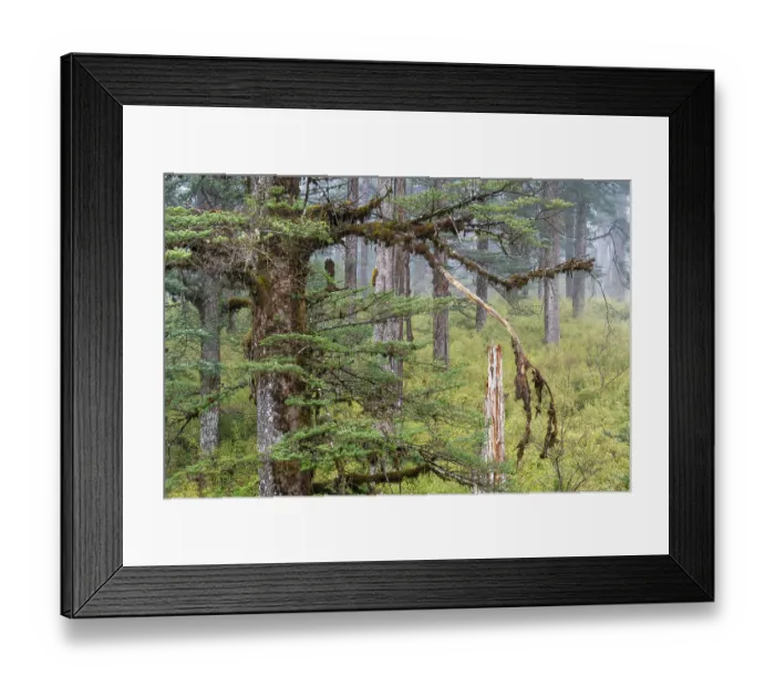 Framed Print : Faber's fir (Abies fabri) trees in old growth forest on the table mountain Wawushan reserve, Hongya, Sichuan, China. March Framed Print : Faber's fir (Abies fabri) trees in old growth forest on the table mountain Wawushan reserve, Hongya, Sichuan, China. March