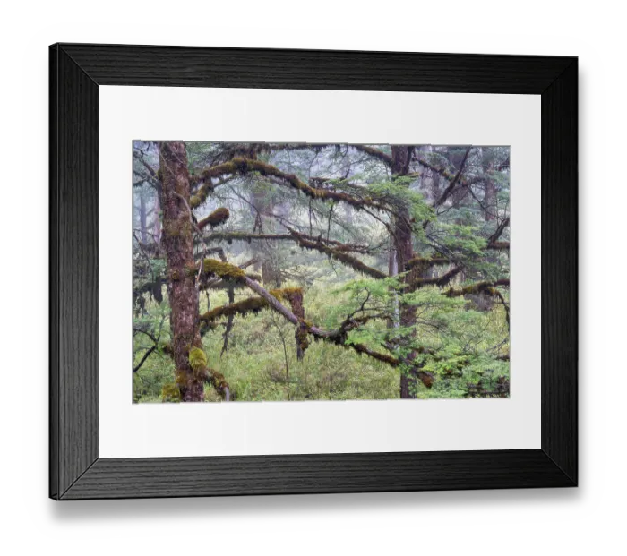 Framed Print : Faber's fir (Abies fabri) trees in old growth forest on the table mountain Wawushan reserve, Hongya, Sichuan, China. March Framed Print : Faber's fir (Abies fabri) trees in old growth forest on the table mountain Wawushan reserve, Hongya, Sichuan, China. March