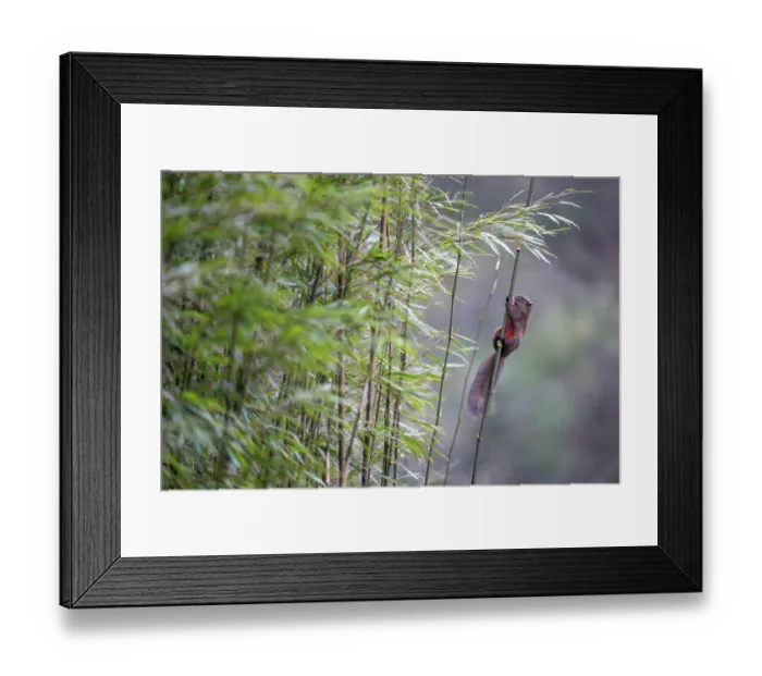 Framed Print : Pallas's squirrel (Callosciurus erythraeus) climbing up Bamboo, Long Hua Nature Reserve, Sichuan, China. March Framed Print : Pallas's squirrel (Callosciurus erythraeus) climbing up Bamboo, Long Hua Nature Reserve, Sichuan, China. March