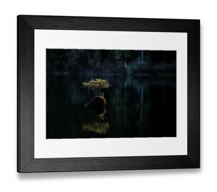 Framed Print : A miniature Douglas fir (Pseudotsuga menziesii) tree, often referred to as the Fairy Lake Bonsai Tree, growing out of a stump in the middle of Fairy Lake