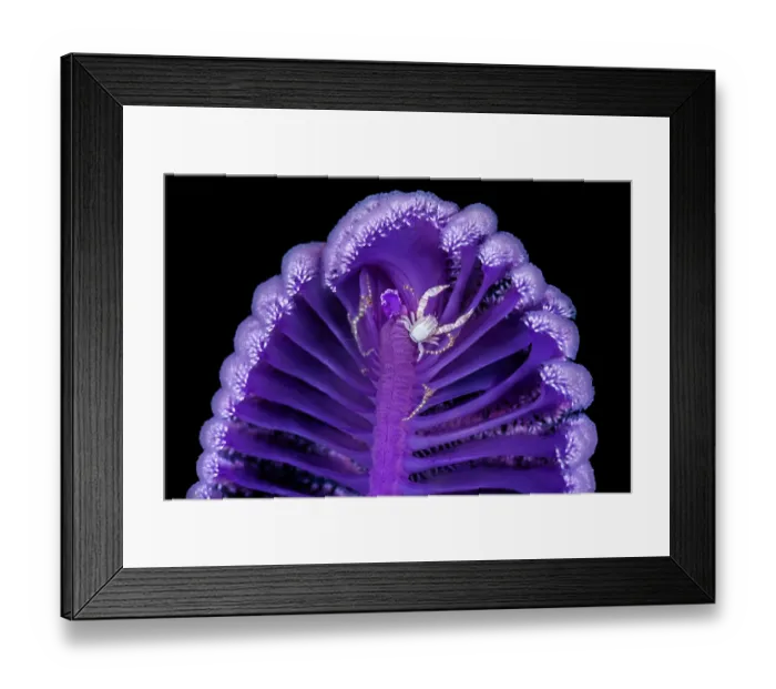 Framed Print : Haig's porcelain crab (Porcellanella haigae) climbing on an extended purple Seapen (Virgularia sp.) at night, Komodo National Park, Horseshoe Bay, Savu Sea, Pacific Ocean Framed Print : Haig's porcelain crab (Porcellanella haigae) climbing on an extended purple Seapen (Virgularia sp.) at night, Komodo National Park, Horseshoe Bay, Savu Sea, Pacific Ocean