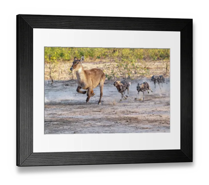 Framed Print : African wild dogs (Lycaon pictus) pack chasing female Waterbuck (Kobus ellipsiprymnus), Lower Zambezi National Park, Zambia. Endangered