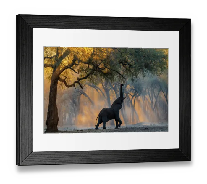 Framed Print : Africa elephant (Loxodonta africana) reaching up to feed on foliage, backlit by shafts of sunlight, Lower Zambezi National Park, Zambia. Endangered Framed Print : Africa elephant (Loxodonta africana) reaching up to feed on foliage, backlit by shafts of sunlight, Lower Zambezi National Park, Zambia. Endangered