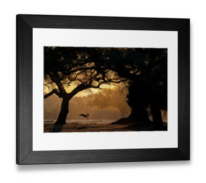 Framed Print : Impala (Aepyceros melampus) leaping, backlit at dusk, Lower Zambezi National Park, Zambia Framed Print : Impala (Aepyceros melampus) leaping, backlit at dusk, Lower Zambezi National Park, Zambia