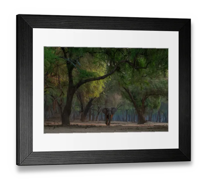 Framed Print : Africa elephant (Loxodonta africana) walking among trees, Lower Zambezi National Park, Zambia. Endangered Framed Print : Africa elephant (Loxodonta africana) walking among trees, Lower Zambezi National Park, Zambia. Endangered