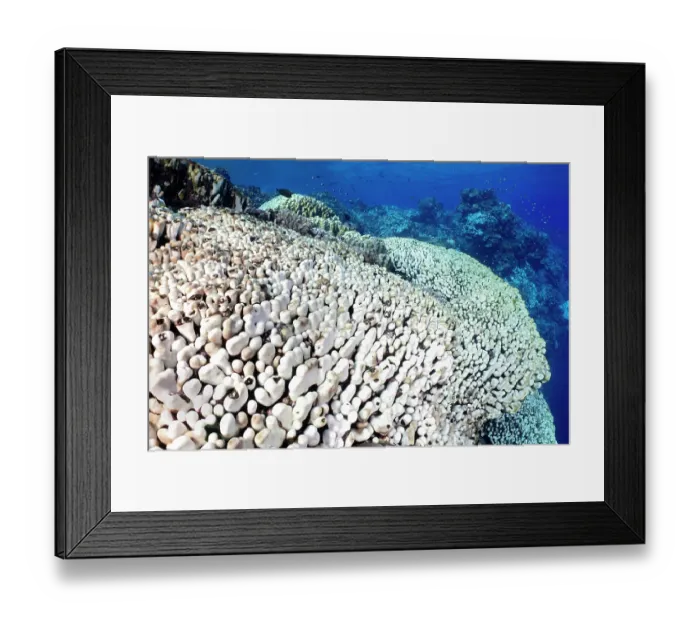 Framed Print : An expanse of bleached hard corals (Porites sp.). This was part of the summer 2024 coral bleaching event in the Red Sea. Daedelus Reef, Egypt. Red Sea. November, 2024 Framed Print : An expanse of bleached hard corals (Porites sp.). This was part of the summer 2024 coral bleaching event in the Red Sea. Daedelus Reef, Egypt. Red Sea. November, 2024