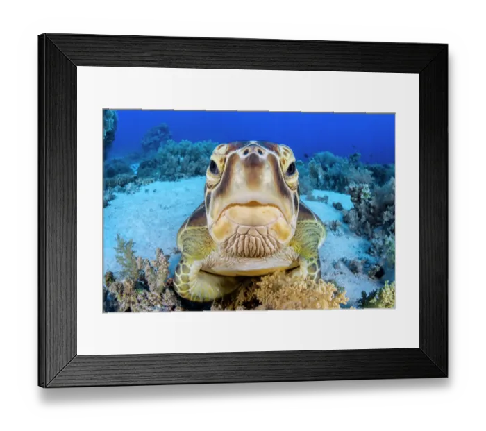 Framed Print : Green turtle (Chelonia mydas) on a coral reef, portrait, Ras Mohammed National Park, Egypt, Red Sea. Endangered Framed Print : Green turtle (Chelonia mydas) on a coral reef, portrait, Ras Mohammed National Park, Egypt, Red Sea. Endangered
