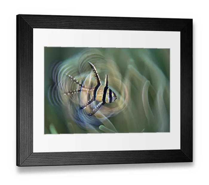 Framed Print : Banggai cardinalfish (Pterapogon kauderni) swimming in front of the tentacles of a sea anemone, Bitung, North Sulawesi, Lembeh Strait, Molucca Sea