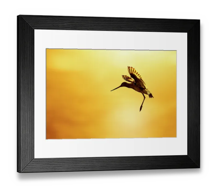 Framed Print : Black-tailed godwit (Limosa limosa) in flight, backlit at sunset, Lancashire, England, UK Framed Print : Black-tailed godwit (Limosa limosa) in flight, backlit at sunset, Lancashire, England, UK