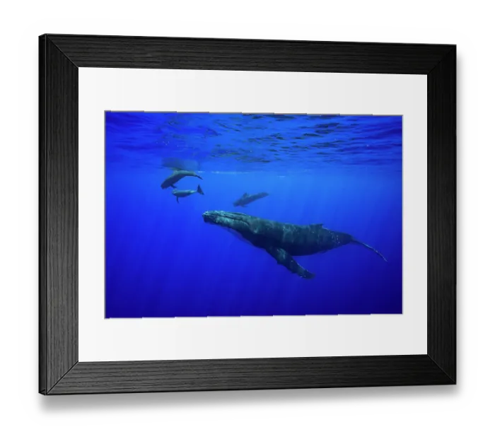 Framed Print : Humpback whale (Megaptera novaeangliae) playing with Short finned pilot whales (Globicephala macrorhynchus) underwater off Moorea, French Polynesia, Pacific Ocean Framed Print : Humpback whale (Megaptera novaeangliae) playing with Short finned pilot whales (Globicephala macrorhynchus) underwater off Moorea, French Polynesia, Pacific Ocean
