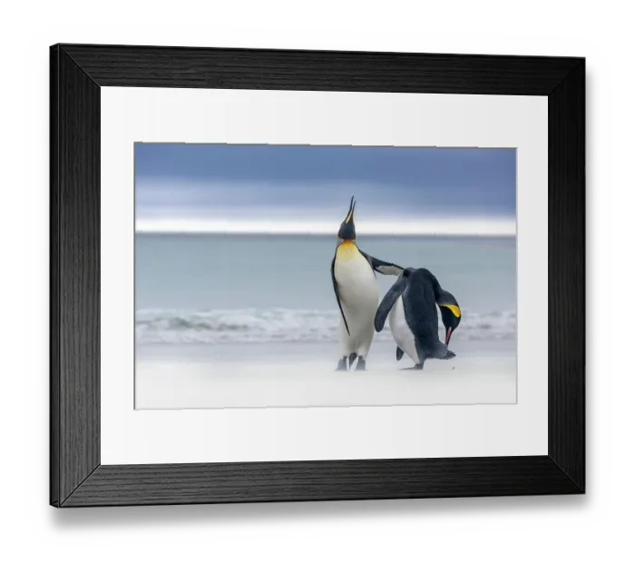 Framed Print : Two King penguins (Aptenodytes patagonicus) interacting on beach against a stormy sky, Falkland Islands. January Framed Print : Two King penguins (Aptenodytes patagonicus) interacting on beach against a stormy sky, Falkland Islands. January