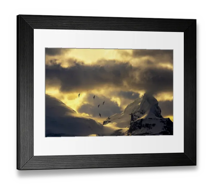 Framed Print : Pintado petrels (Daption capense) flock in flight at dusk over mountains, Antarctica Framed Print : Pintado petrels (Daption capense) flock in flight at dusk over mountains, Antarctica
