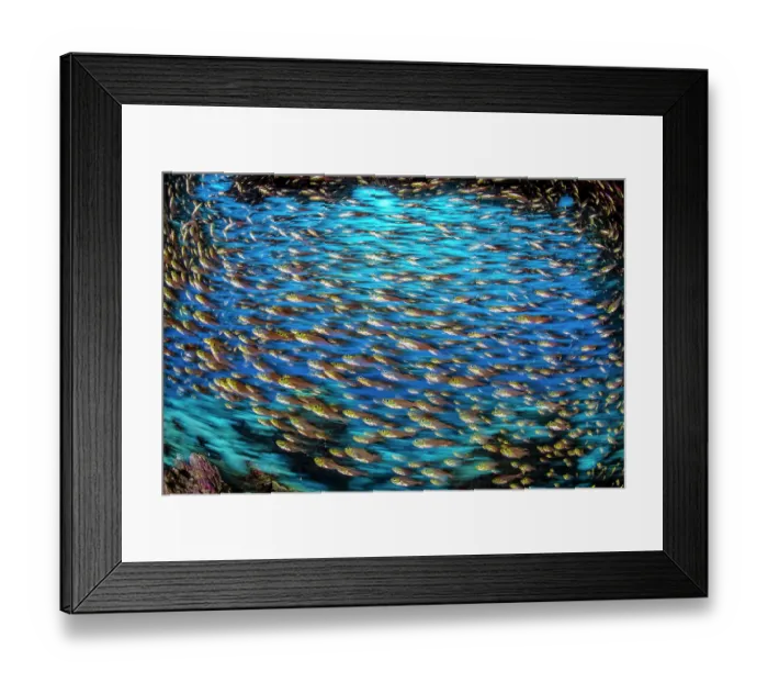 Framed Print : Golden sweepers (Parapriacanthus ransonneti) shoal swimming inside a cave on a coral reef, Ras Mohammed National Park, Egypt, Red Sea Framed Print : Golden sweepers (Parapriacanthus ransonneti) shoal swimming inside a cave on a coral reef, Ras Mohammed National Park, Egypt, Red Sea
