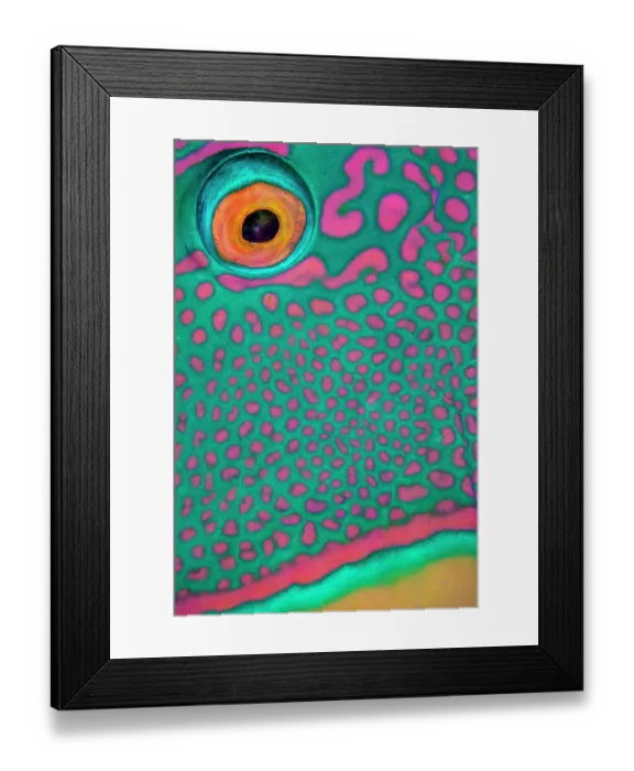 Framed Print : Bicolor parrotfish (Cetoscarus bicolor) male, eye detail, Sharm El Sheikh, Egypt, Red Sea Framed Print : Bicolor parrotfish (Cetoscarus bicolor) male, eye detail, Sharm El Sheikh, Egypt, Red Sea