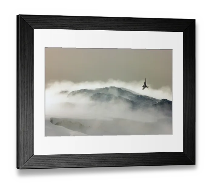 Framed Print : Antarctic tern (Sterna vittata) in flight backlit over stormy, snow covered mountain landscape, Antarctica Framed Print : Antarctic tern (Sterna vittata) in flight backlit over stormy, snow covered mountain landscape, Antarctica