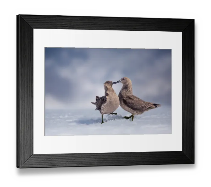 Framed Print : Great skuas (Stercorarius skua) pair interacting on snow against a stormy sky, Antarctica Framed Print : Great skuas (Stercorarius skua) pair interacting on snow against a stormy sky, Antarctica