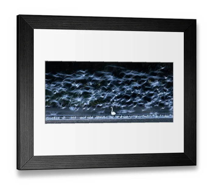 Framed Print : Mute swan (Cygnus olor) standing among flock of Black-headed gulls (Chroicocephalus ridibundus) in flight, Lower Silesia, Poland. September Framed Print : Mute swan (Cygnus olor) standing among flock of Black-headed gulls (Chroicocephalus ridibundus) in flight, Lower Silesia, Poland. September
