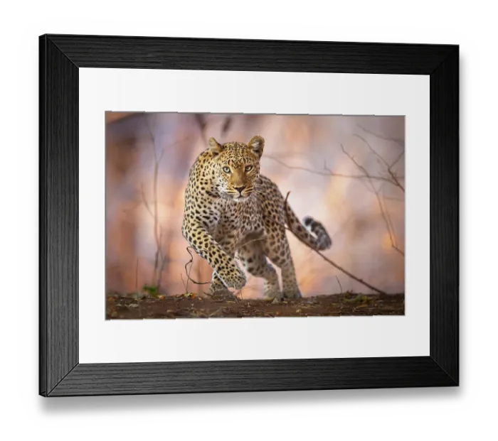 Framed Print : Leopard (Panthera pardus) running, portrait, South Luangwa National Park, Zambia Framed Print : Leopard (Panthera pardus) running, portrait, South Luangwa National Park, Zambia