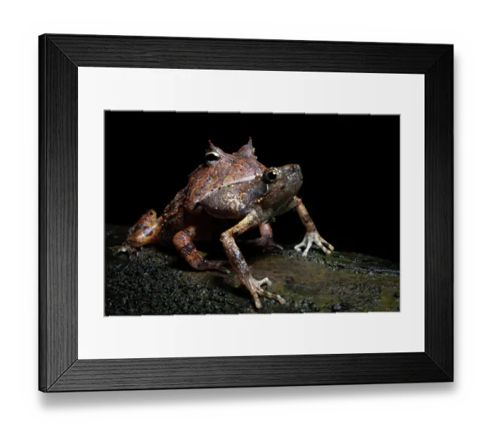 Framed Print : Surinam horned frog (Ceratophrys cornuta) swallowing frog prey in rainforest at night, Madre de dios, Amazon rainforest, Peru Framed Print : Surinam horned frog (Ceratophrys cornuta) swallowing frog prey in rainforest at night, Madre de dios, Amazon rainforest, Peru