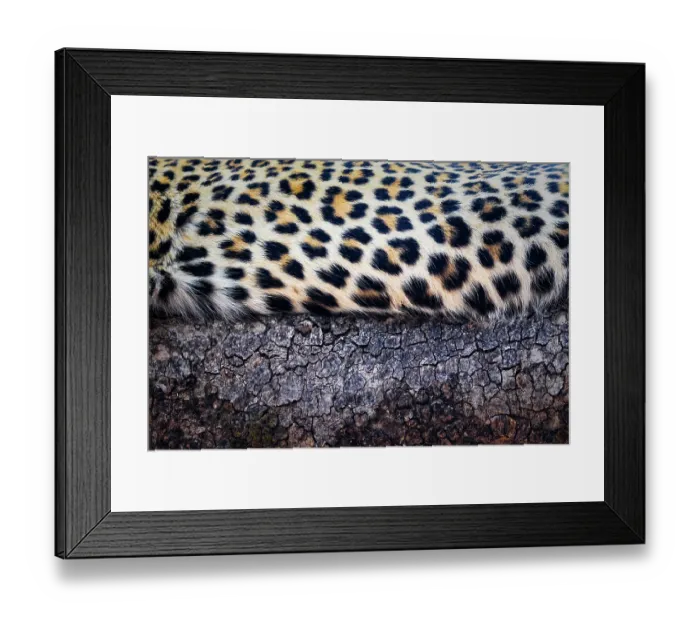 Framed Print : Leopard (Panthera pardus) fur detail, South Luangwa National Park, Zambia Framed Print : Leopard (Panthera pardus) fur detail, South Luangwa National Park, Zambia