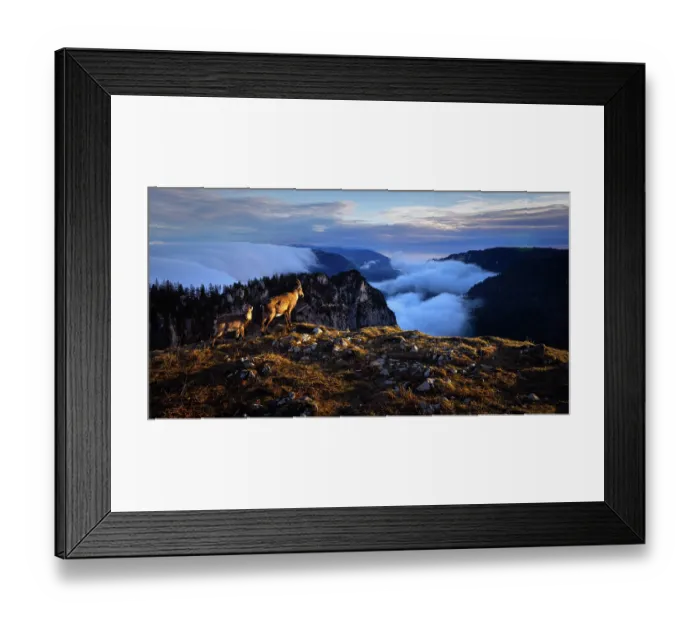Framed Print : Two Alpine ibex (Capra ibex) standing on mountain top at sunrise looking out over cloud filled mountain valley, Switzerland. February Framed Print : Two Alpine ibex (Capra ibex) standing on mountain top at sunrise looking out over cloud filled mountain valley, Switzerland. February