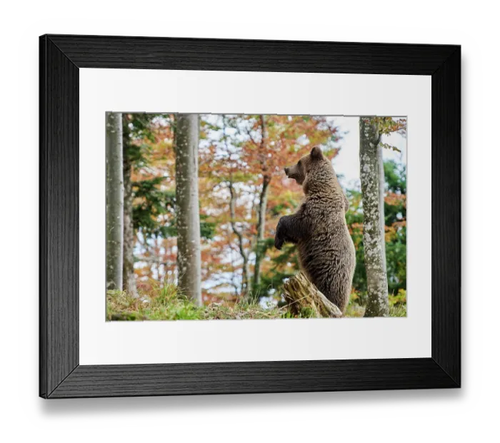 Framed Print : RF - Brown bear (Ursus arctos) female, aged 7 years, standing alert on hind legs in forest, Crna Gora private forest, Croatia. October Framed Print : RF - Brown bear (Ursus arctos) female, aged 7 years, standing alert on hind legs in forest, Crna Gora private forest, Croatia. October