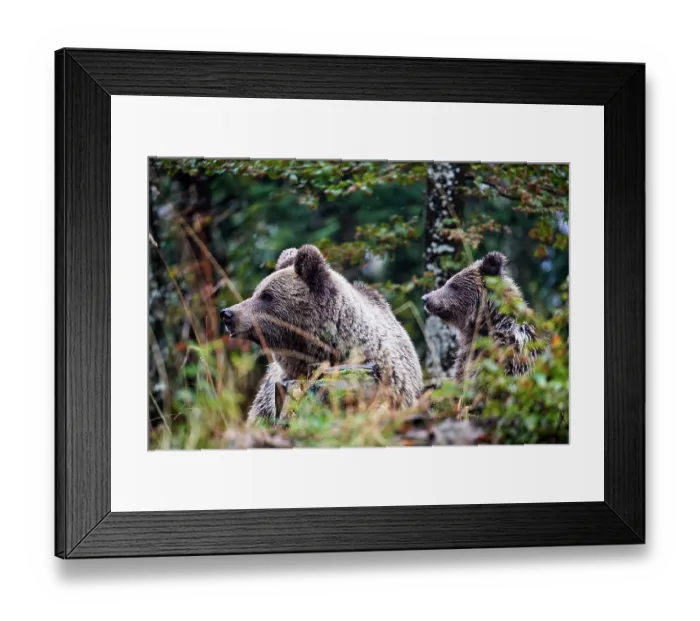 Framed Print : RF - Brown bear (Ursus arctos) female, aged 7 years, with cub, aged 10 months, standing in forest, Crna Gora private forest, Croatia. October Framed Print : RF - Brown bear (Ursus arctos) female, aged 7 years, with cub, aged 10 months, standing in forest, Crna Gora private forest, Croatia. October