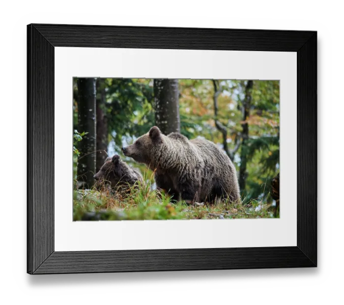 Framed Print : Brown bear (Ursus arctos) female, aged 7 years, with cub, aged 10 months, standing in forest, Crna Gora private forest, Croatia. October Framed Print : Brown bear (Ursus arctos) female, aged 7 years, with cub, aged 10 months, standing in forest, Crna Gora private forest, Croatia. October