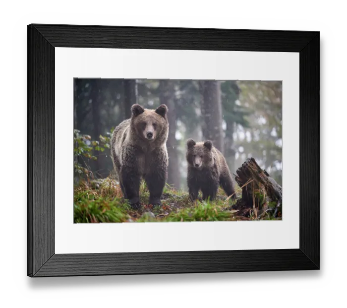 Framed Print : Brown bear (Ursus arctos) female, aged 7 years, with cub, aged 10 months, walking through forest in the rain, Crna Gora private forest, Croatia. October Framed Print : Brown bear (Ursus arctos) female, aged 7 years, with cub, aged 10 months, walking through forest in the rain, Crna Gora private forest, Croatia. October