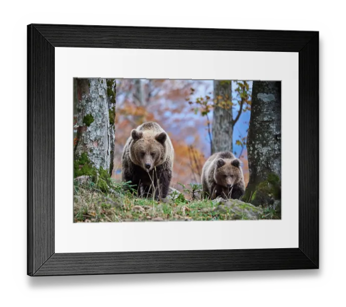 Framed Print : Brown bear (Ursus arctos) female, aged 7 years, with cub, aged 10 months, walking through forest, Crna Gora private forest, Croatia. October Framed Print : Brown bear (Ursus arctos) female, aged 7 years, with cub, aged 10 months, walking through forest, Crna Gora private forest, Croatia. October