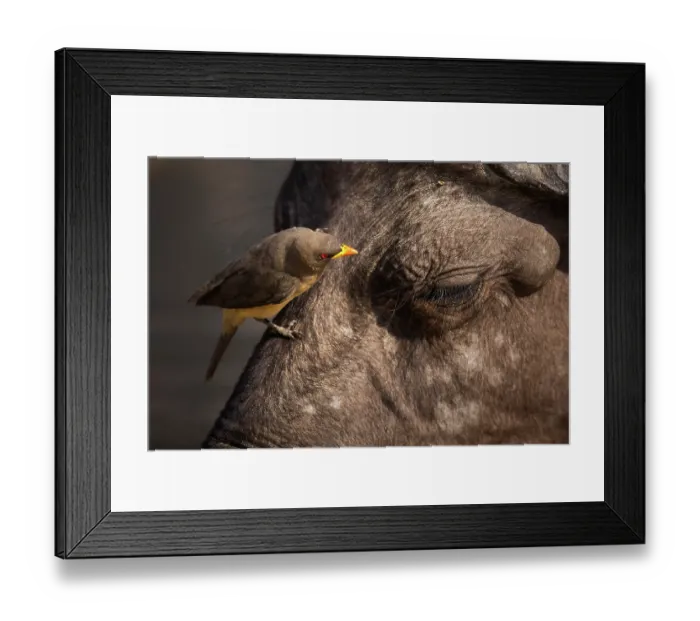 Framed Print : Yellow-billed oxpecker (Buphagus africanus) perched on African buffalo (Syncerus caffer), South Luangwa National Park, Zambia Framed Print : Yellow-billed oxpecker (Buphagus africanus) perched on African buffalo (Syncerus caffer), South Luangwa National Park, Zambia