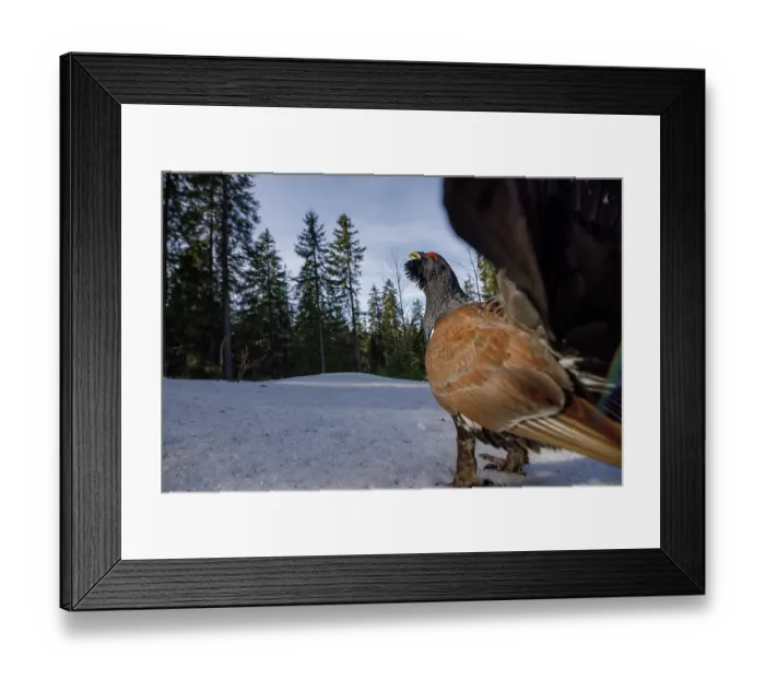 Framed Print : Western capercaillie (Tetrao urogallus) female, standing on snow in forest, Switzerland. February Framed Print : Western capercaillie (Tetrao urogallus) female, standing on snow in forest, Switzerland. February
