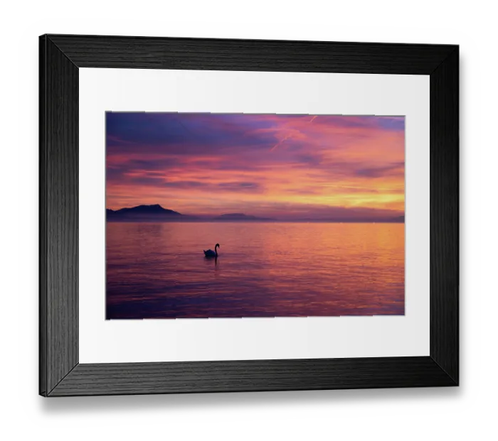 Framed Print : Mute swan (Cygnus olor) silhouetted on lake at sunset, Switzerland. February Framed Print : Mute swan (Cygnus olor) silhouetted on lake at sunset, Switzerland. February