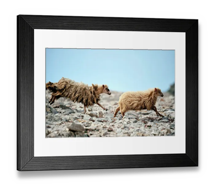 Framed Print : Two Dalmatian pramenka sheep running over rocky ground, Mana Island, Kornati National Park, Croatia. October