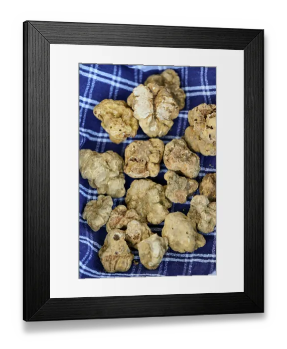 Framed Print : White truffles (Tuber magnatum pico) on a piece of cloth, Karlic Tartufi, Buzet, Central Istria, Croatia Framed Print : White truffles (Tuber magnatum pico) on a piece of cloth, Karlic Tartufi, Buzet, Central Istria, Croatia