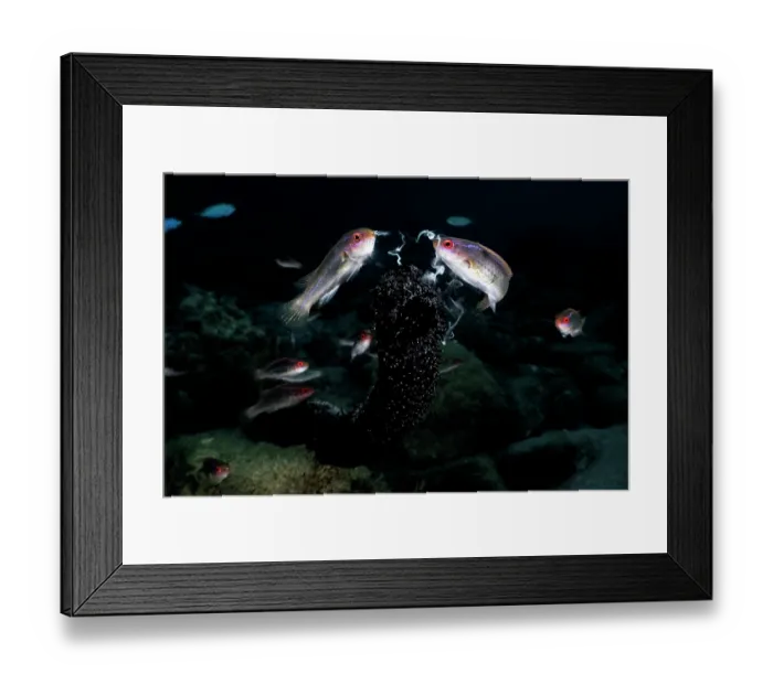 Framed Print : Threadfin wrasse (Cirrhilabrus temminckii) consuming sperm of a male black sea cucumber (Holothuria leucospilota) engaged in broadcast spawning. Kagoshima Prefecture, Japan Framed Print : Threadfin wrasse (Cirrhilabrus temminckii) consuming sperm of a male black sea cucumber (Holothuria leucospilota) engaged in broadcast spawning. Kagoshima Prefecture, Japan