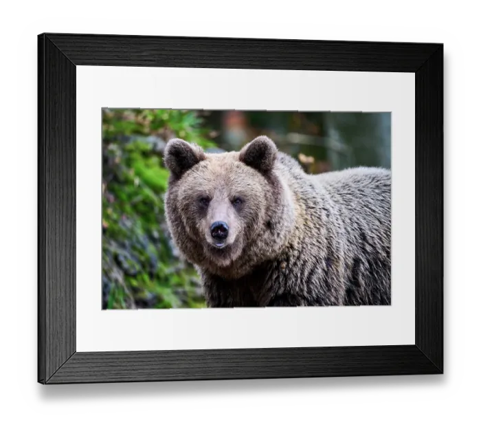 Framed Print : Brown bear (Ursus arctos) female, aged 7 years, portrait, Crna Gora private forest, Croatia. October Framed Print : Brown bear (Ursus arctos) female, aged 7 years, portrait, Crna Gora private forest, Croatia. October