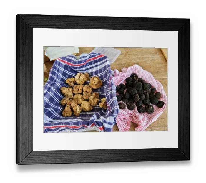 Framed Print : Autumn Black truffles (Tuber uncinatum) and White truffles (Tuber magnatum pico) on a piece of cloth, Karlic Tartufi, Buzet, Central Istria, Croatia. October Framed Print : Autumn Black truffles (Tuber uncinatum) and White truffles (Tuber magnatum pico) on a piece of cloth, Karlic Tartufi, Buzet, Central Istria, Croatia. October