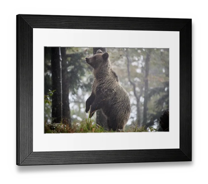 Framed Print : Brown bear (Ursus arctos) female, aged 7 years, standing alert on hind legs in the rain, Crna Gora private forest, Croatia. October Framed Print : Brown bear (Ursus arctos) female, aged 7 years, standing alert on hind legs in the rain, Crna Gora private forest, Croatia. October