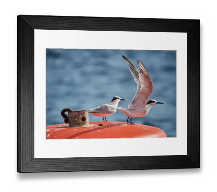 Framed Print : Two Sandwich terns (Thalasseus sandvicensis) portrait, one about to take flight, Adriatic Sea, Croatia. October Framed Print : Two Sandwich terns (Thalasseus sandvicensis) portrait, one about to take flight, Adriatic Sea, Croatia. October