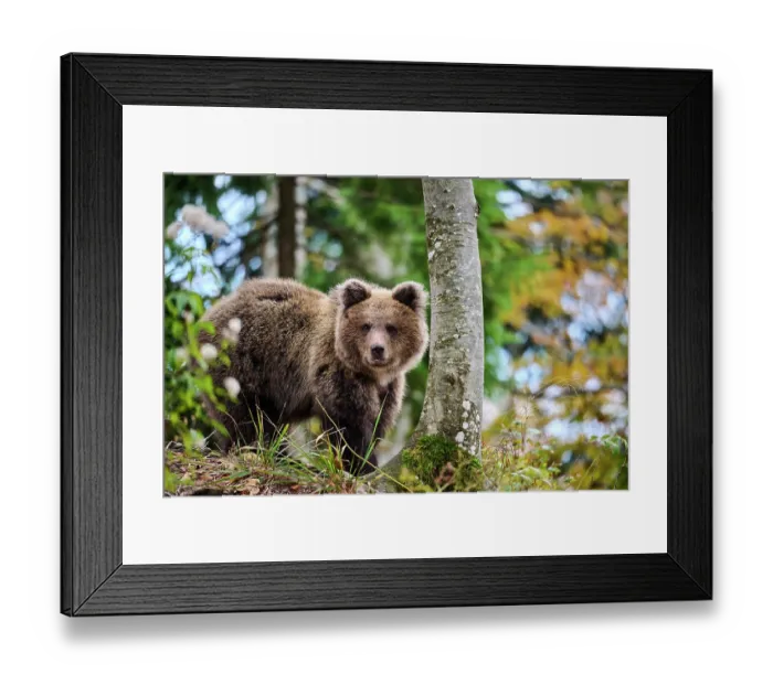 Framed Print : Brown bear (Ursus arctos) cub, aged 10 months, in forest, Crna Gora private forest, Croatia. October Framed Print : Brown bear (Ursus arctos) cub, aged 10 months, in forest, Crna Gora private forest, Croatia. October