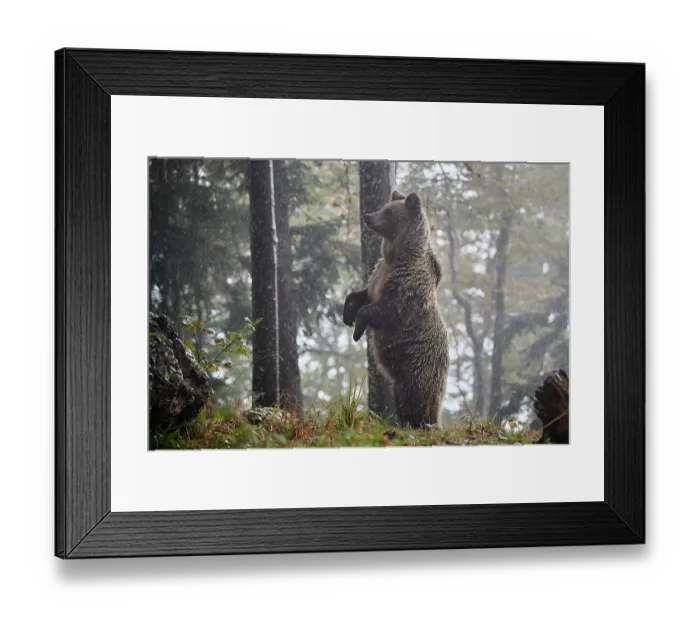 Framed Print : Brown bear (Ursus arctos) female, aged 7 years, standing alert on hind legs in the rain, Crna Gora private forest, Croatia. October Framed Print : Brown bear (Ursus arctos) female, aged 7 years, standing alert on hind legs in the rain, Crna Gora private forest, Croatia. October