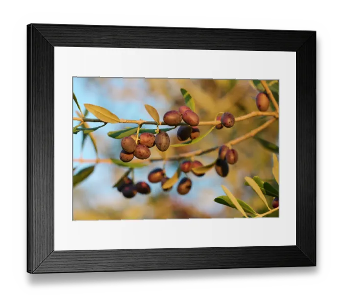 Framed Print : Common olive tree (Olea europaea) with ripening olives, Buzet, Central Istria, Croatia. October Framed Print : Common olive tree (Olea europaea) with ripening olives, Buzet, Central Istria, Croatia. October